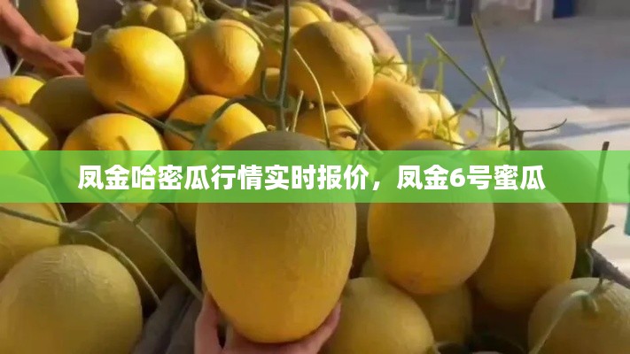 凤金哈密瓜行情实时报价,凤金6号蜜瓜