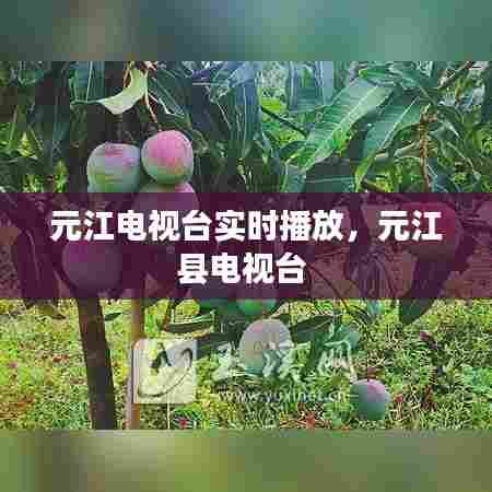 元江电视台实时播放，元江县电视台 