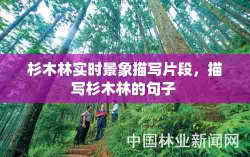杉木林实时景象描写片段,描写杉木林的句子