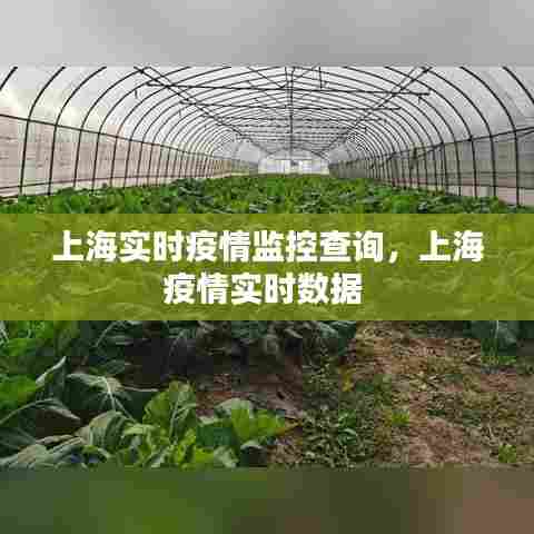 上海实时疫情监控查询，上海疫情实时数据 