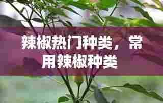 辣椒热门种类，常用辣椒种类 