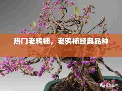 热门老鸦柿,老鸦柿经典品种