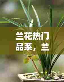 兰花热门品系，兰花热门品系图片 