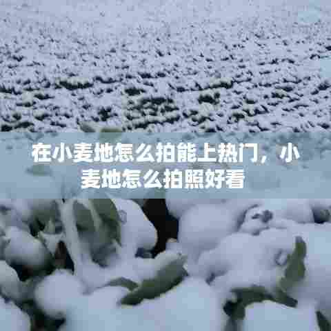 在小麦地怎么拍能上热门，小麦地怎么拍照好看 