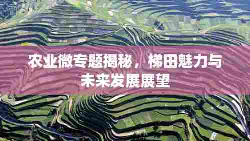农业微专题揭秘,梯田魅力与未来发展展望