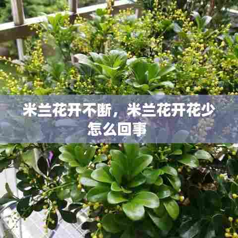 米兰花开不断,米兰花开花少怎么回事