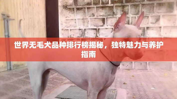 世界无毛犬品种排行榜揭秘,独特魅力与养护指南