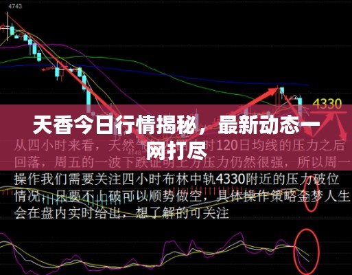 天香今日行情揭秘,最新动态一网打尽