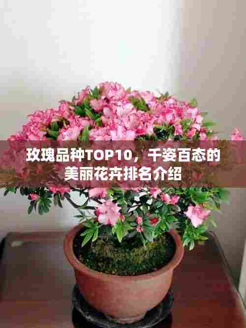 玫瑰品种TOP10，千姿百态的美丽花卉排名介绍