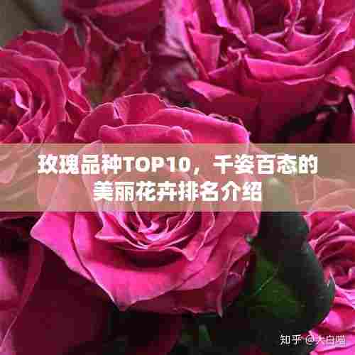 玫瑰品种TOP10,千姿百态的美丽花卉排名介绍