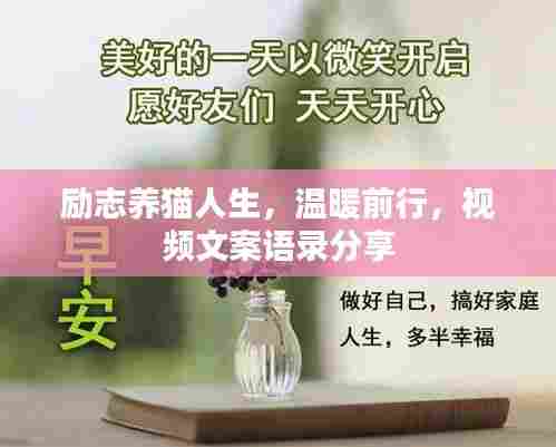 励志养猫人生,温暖前行,视频文案语录分享