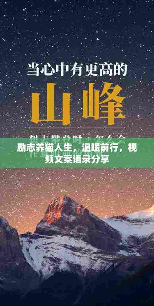 励志养猫人生,温暖前行,视频文案语录分享