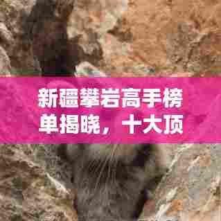 新疆攀岩高手榜单揭晓，十大顶尖攀岩者荣耀上榜！