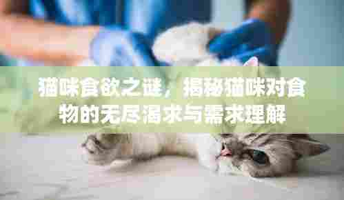 猫咪食欲之谜,揭秘猫咪对食物的无尽渴求与需求理解