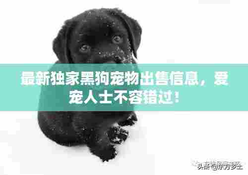最新独家黑狗宠物出售信息,爱宠人士不容错过!