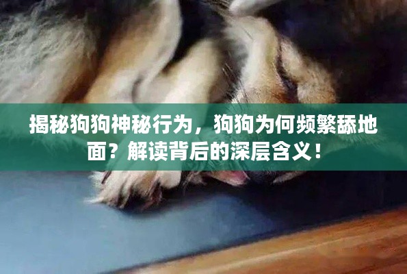 揭秘狗狗神秘行为,狗狗为何频繁舔地面?解读背后的深层含义!