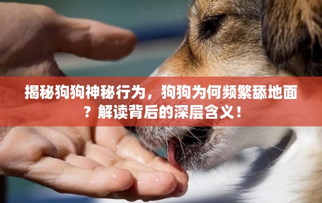 揭秘狗狗神秘行为,狗狗为何频繁舔地面?解读背后的深层含义!