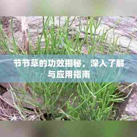 节节草的功效揭秘，深入了解与应用指南