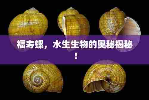 福寿螺,水生生物的奥秘揭秘!