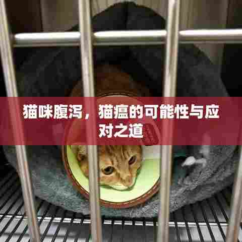 猫咪腹泻,猫瘟的可能性与应对之道