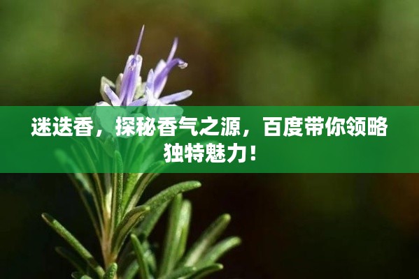 迷迭香,探秘香气之源,百度带你领略独特魅力!