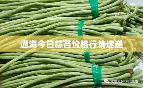 通海今日蒜苔价格行情速递