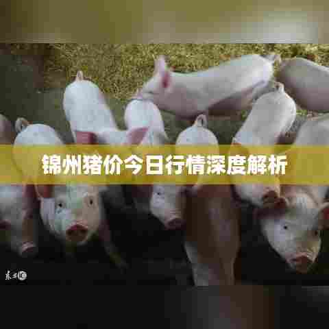 锦州猪价今日行情深度解析