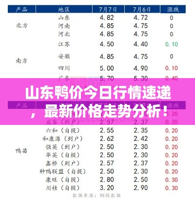 山东鸭价今日行情速递,最新价格走势分析!