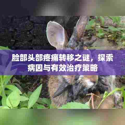脸部头部疼痛转移之谜,探索病因与有效治疗策略