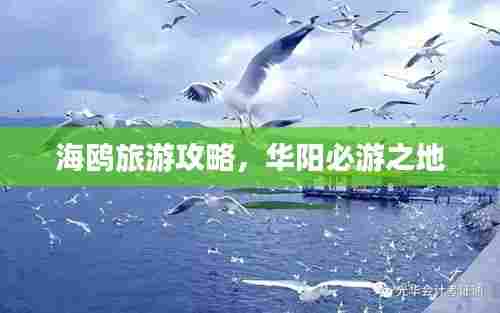海鸥旅游攻略，华阳必游之地