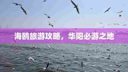海鸥旅游攻略,华阳必游之地