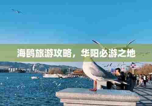海鸥旅游攻略,华阳必游之地