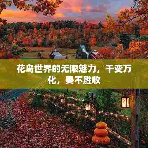 花鸟世界的无限魅力，千变万化，美不胜收