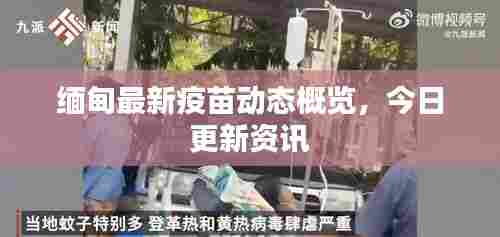 缅甸最新疫苗动态概览,今日更新资讯